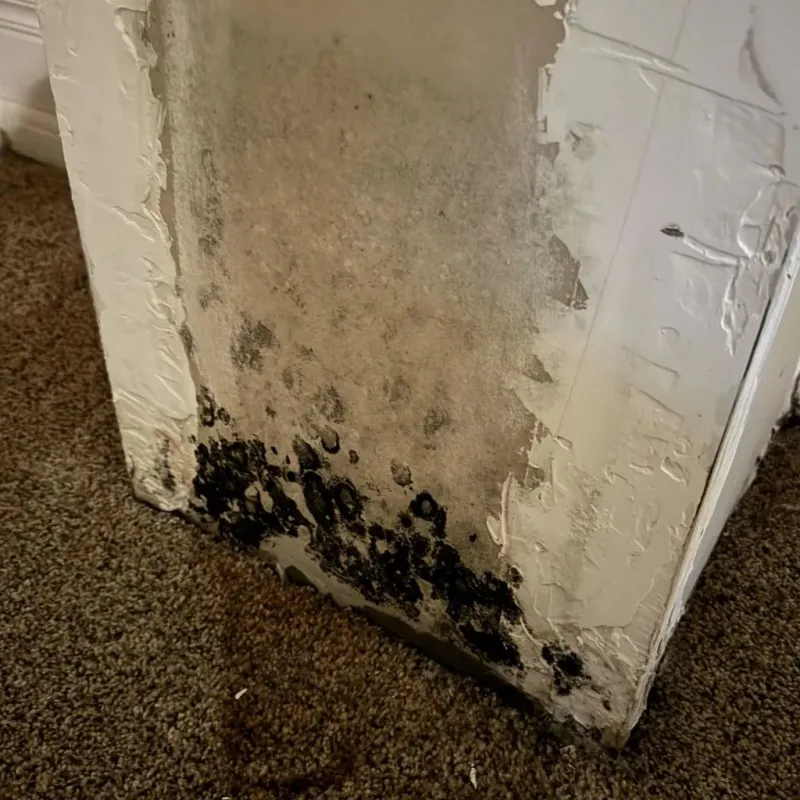 Professional Mold Removal in Wayne County, NY